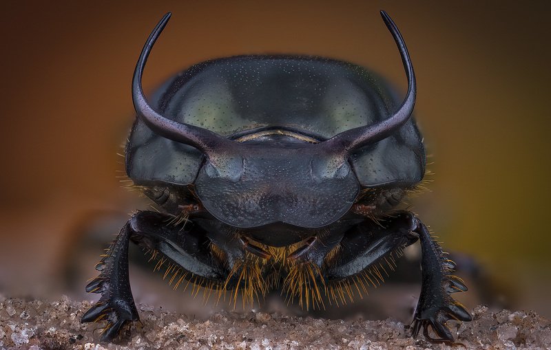 Onthophagus taurus