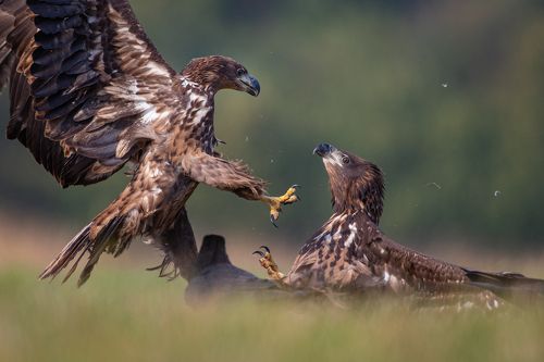 Eagle fight