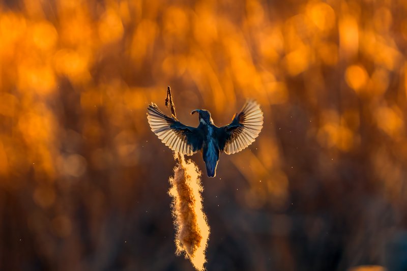 Kingfisher....