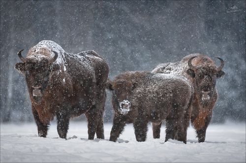 Let It Snow ..