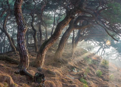 Sacred Pine Trees