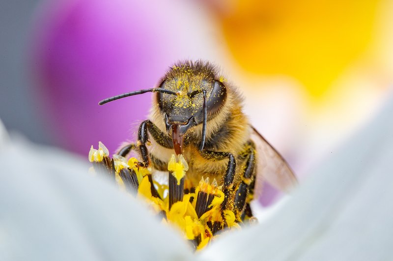 Весёлая пчёлка