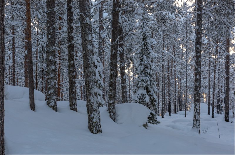 Зимний лес за полярным кругом