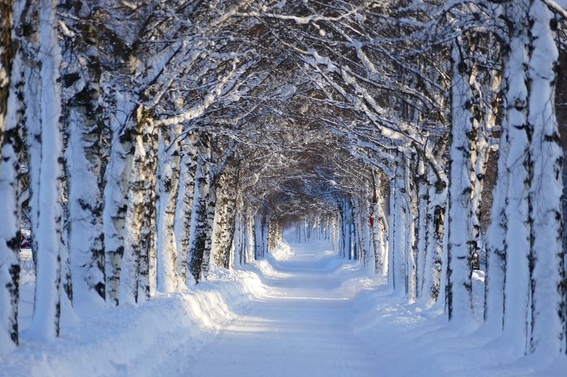 Зимний туннель