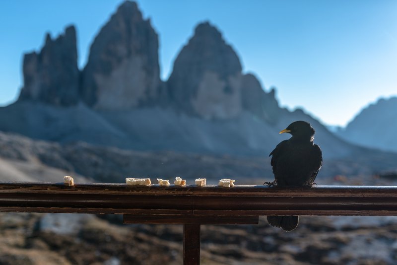 Завтрак альпийской галки