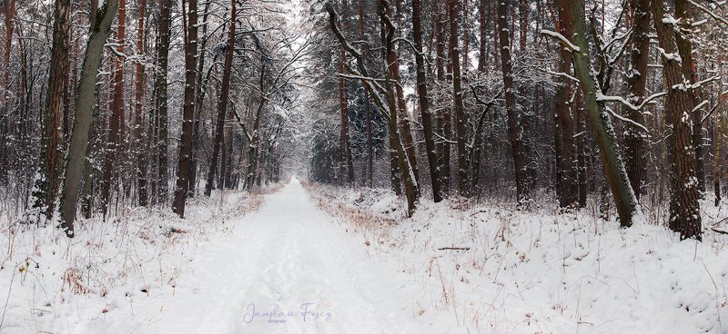 Зима в старом лесу