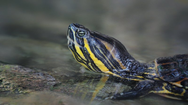 Желтобрюхая болотная черепаха