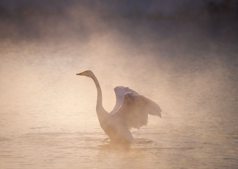 Лебеди-кликуны в золотом тумане