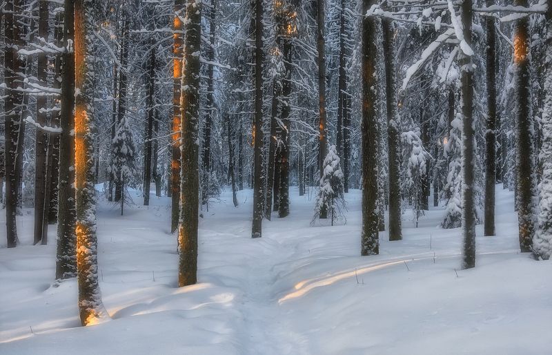 Тихий вечер, зимний лес