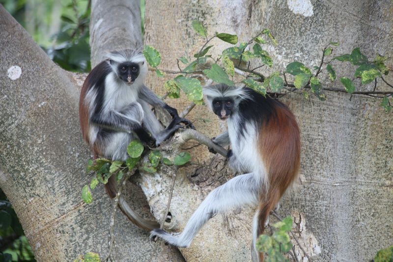 Семья Занзибарских Красных Колобусов Кирка, лес Джозани-Чвака-Бэй на острове Занзибар - это единственное место на нашей планете, где сохранился один из эндемичных видов приматов, занесен в Международную Красную Книгу!
