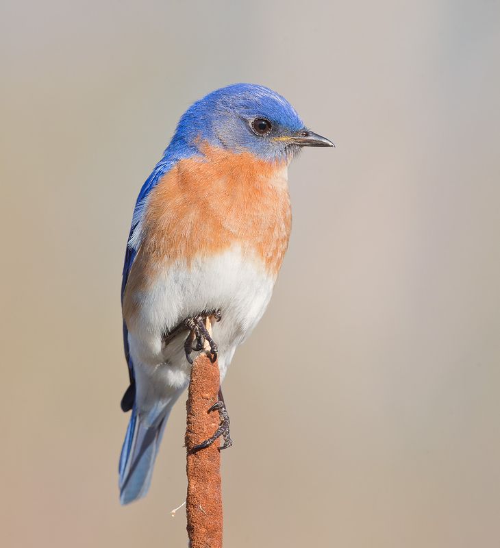 Восточная сиалия. самец - Eastern Bluebird male © Etkind Elizabeth