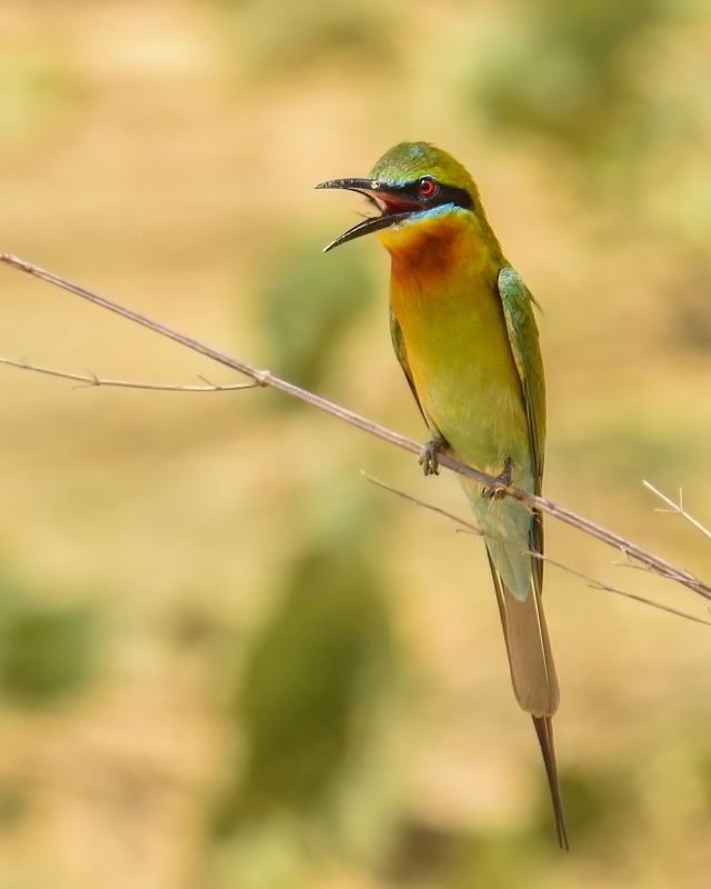 Bee-Eater