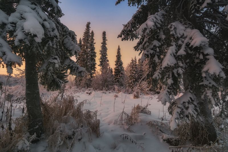 Зимний лес севера