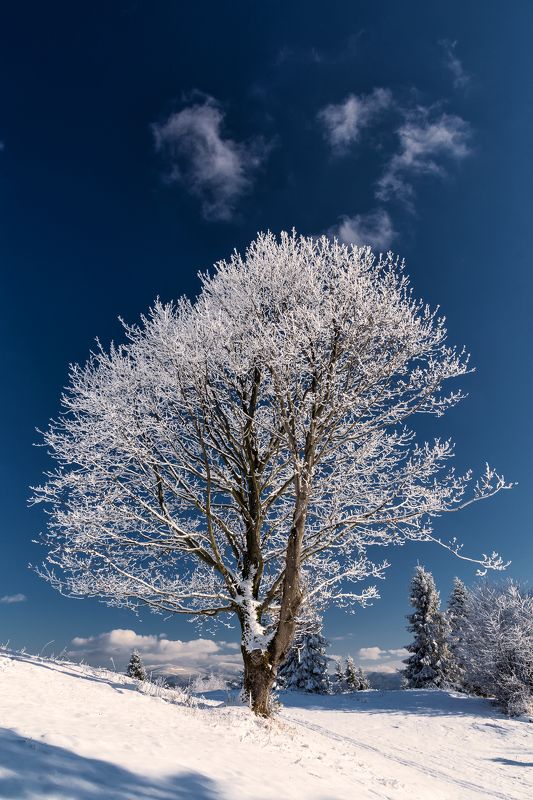 Just another winter tree...