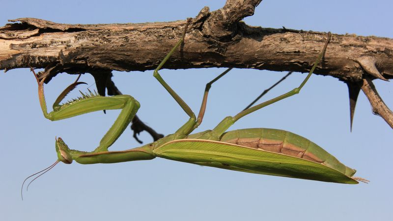 Богомол обыкновенный (Mantis religiosa)