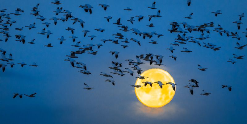 Geese and Moon