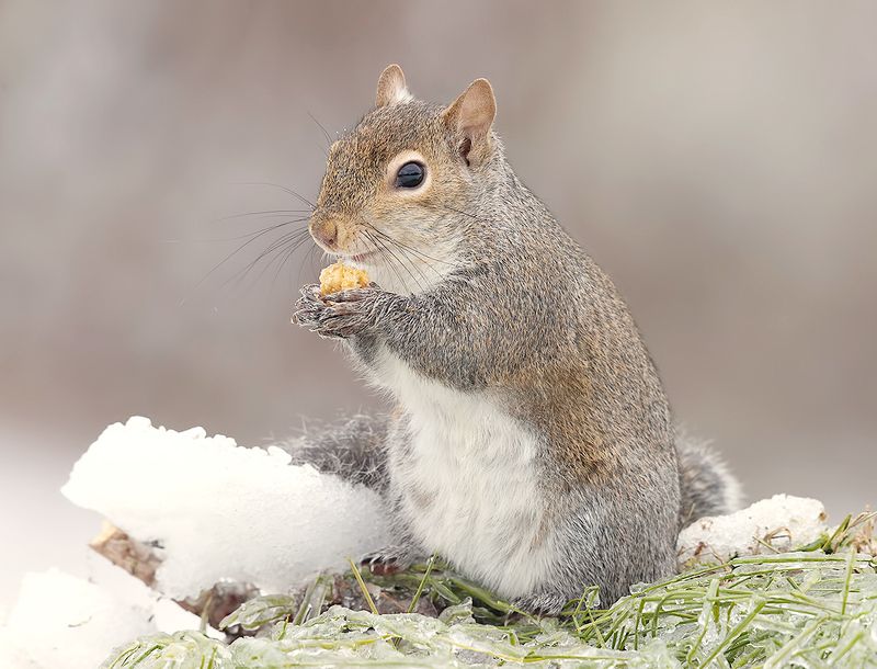Gray squirrel in Snow - Каролинская белка