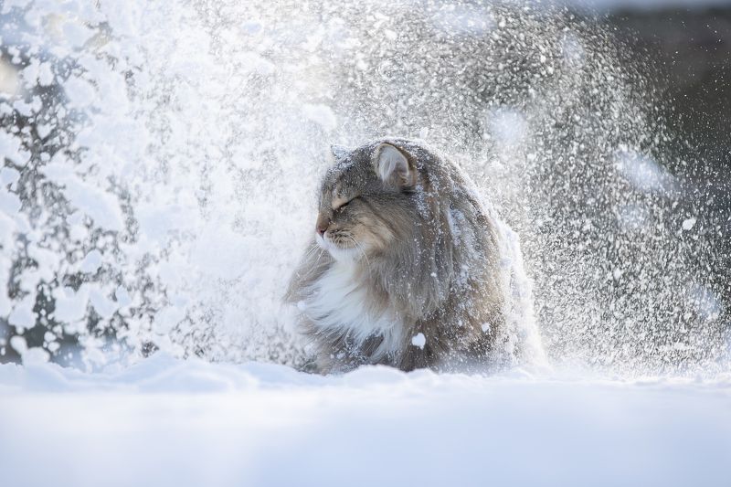 Снежный кот. Норвежский Лесной