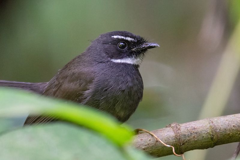 White Throated Fantail