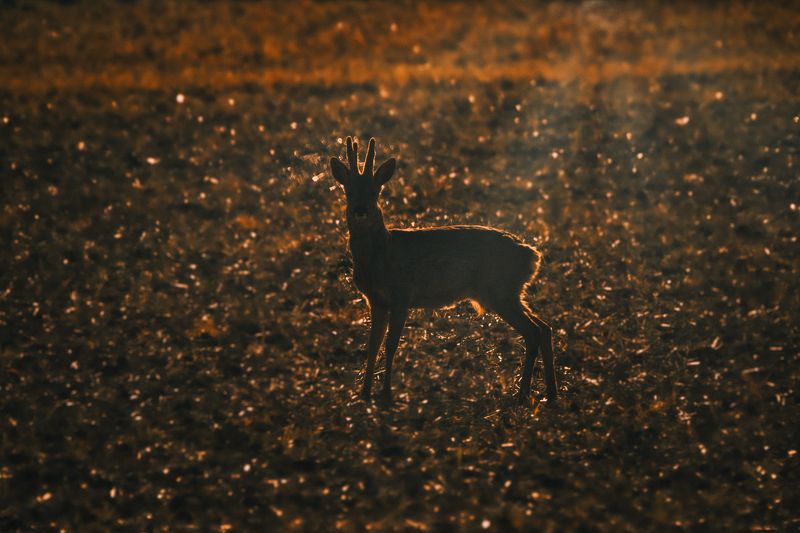Roe deer in golden hour