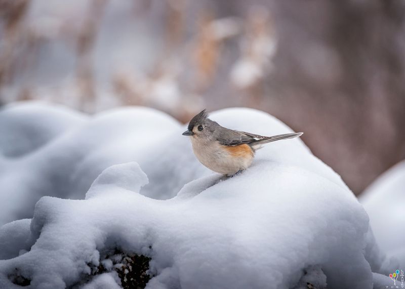 Tufted titmouse in snow