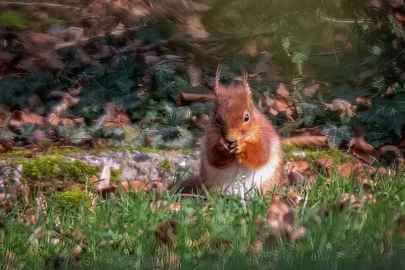 Red squirrel in the garden