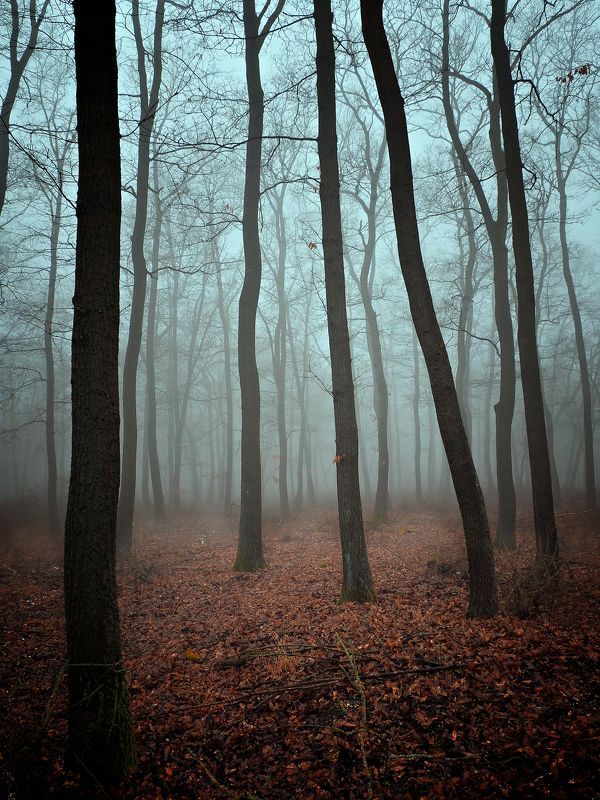 Misty forest II
