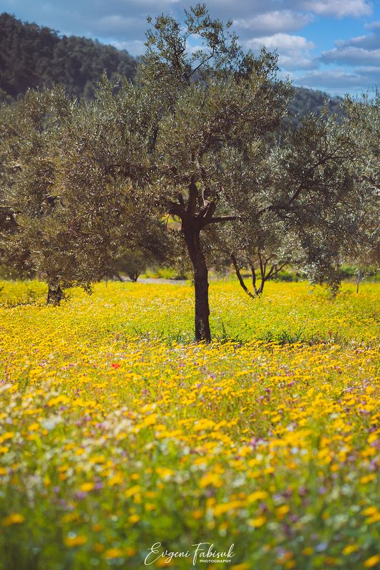 Весна на Кипре