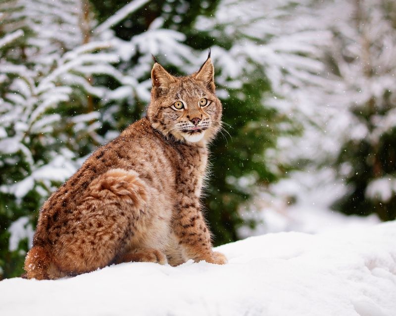 Bobcat in winter forest