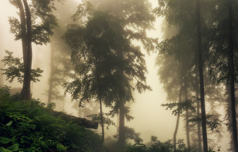 В чаще туманного леса