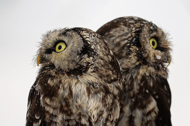 Boreal owls