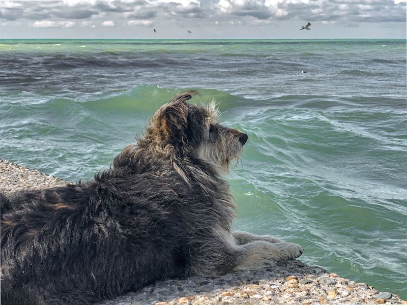 Пёс и море