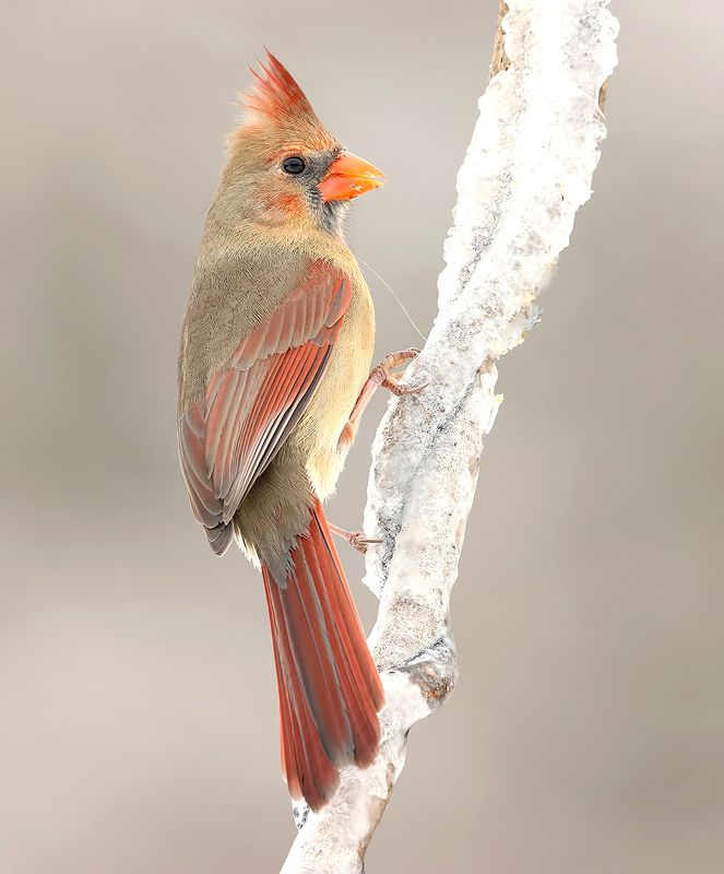 Female Northern Cardinal  - Красный кардинал самка