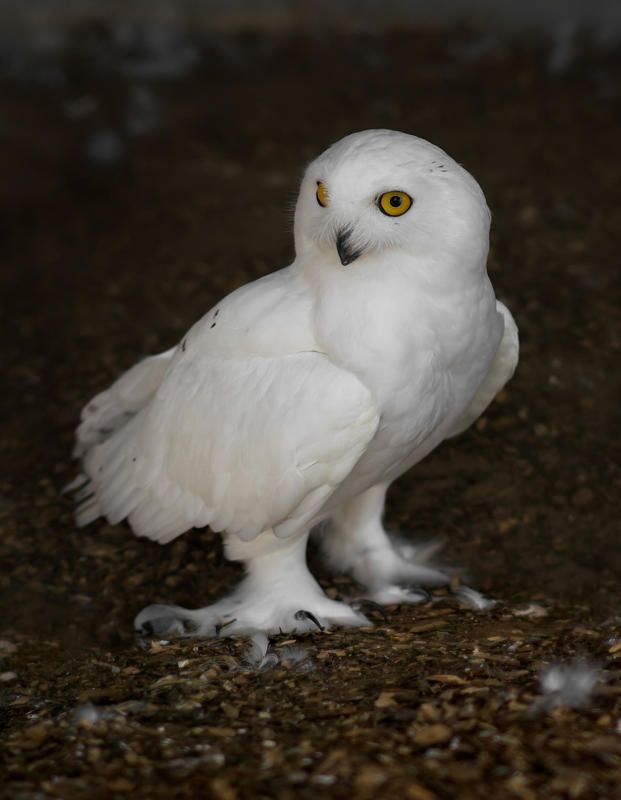 Snowy owl 