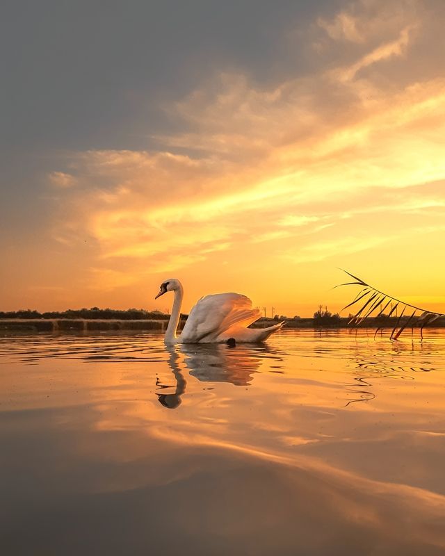 Sunset and swans