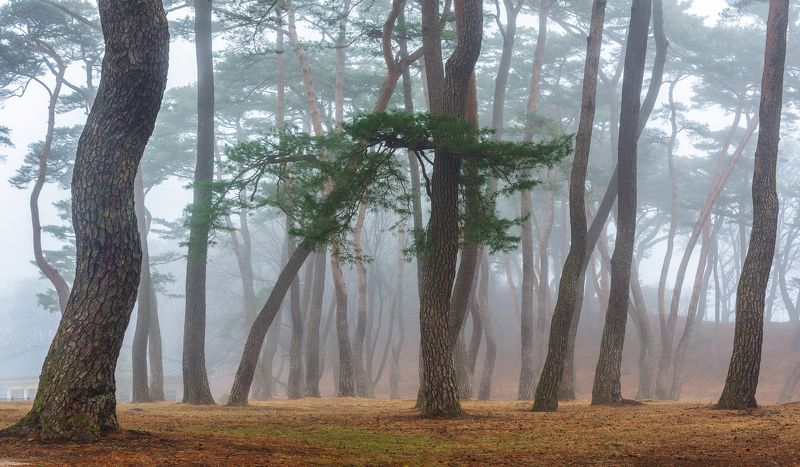 Misty fine forest of seowon
