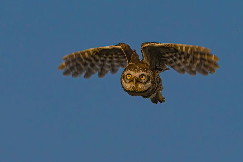 spotted owl ......