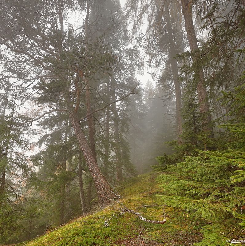 запах в лесу. в лесу пахнет. вонючий гриб средней полосы. мох в парфюмерии. духи мох.