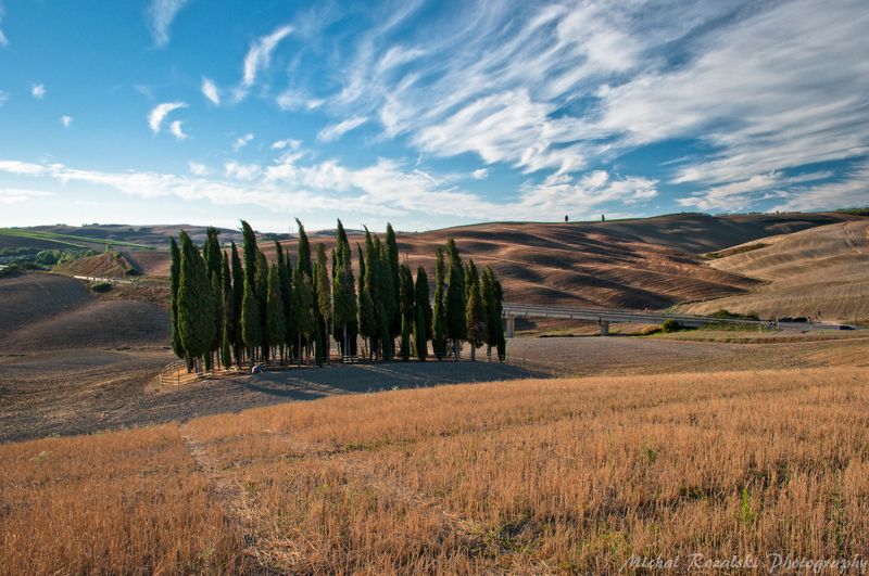 Bunch of the most famous cypresses