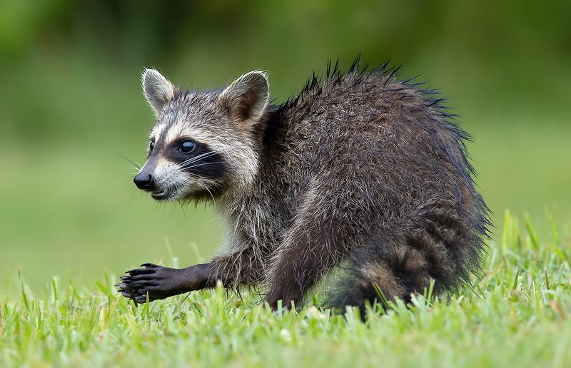 Young Raccoon. Енот-полоскун.