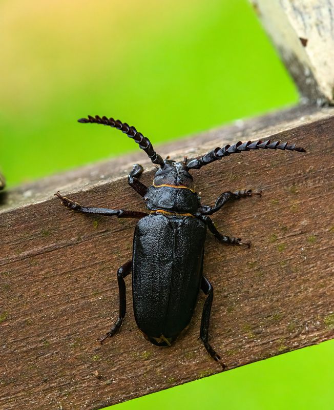 Cerambyx cerdo (great capricorn beetle)