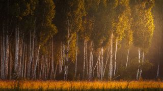 Грация в утреннем свете