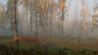 Лесной театр