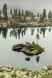сосны на камнях