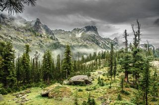 заколдованный лес