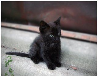 Котенок