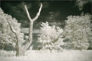 Some like it in white...