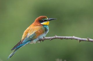 European Bee-eater