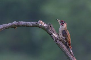 Green Woodpecker