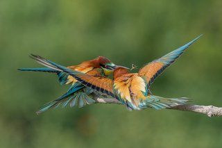 European Bee-eater